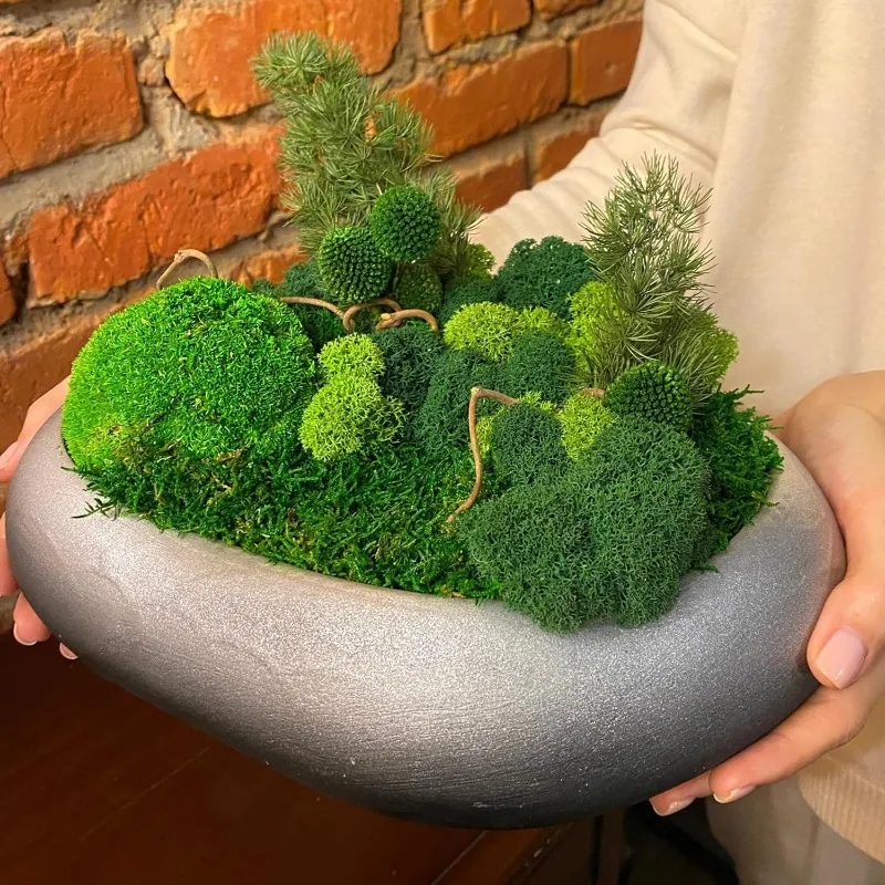 Eeuwig leven mos gras kunstmat - Sphagnum Moss Dry recensie en prijs
