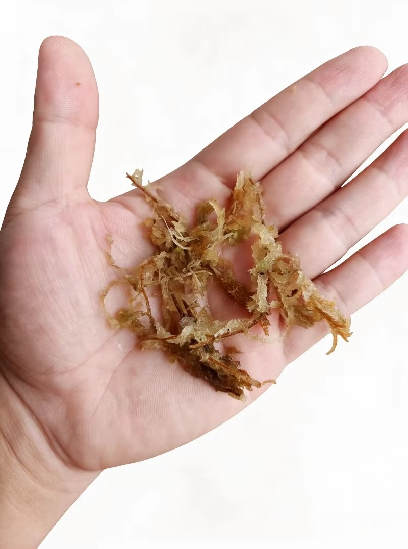 Premium Sphagnummos voor Orchi - Sphagnum Moss Dry recensie en prijs